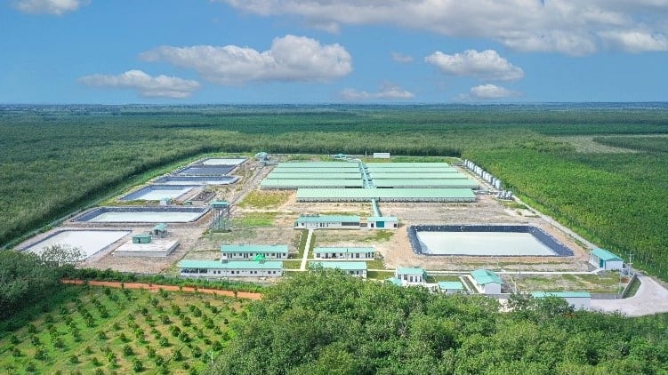 Giá lợn hơi liên tục giảm, vì sao BAF Việt Nam vẫn tăng tốc đầu tư vào trang trại chăn nuôi?